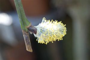 Spring buds