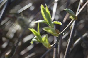 New shoots