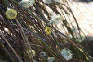 spring buds